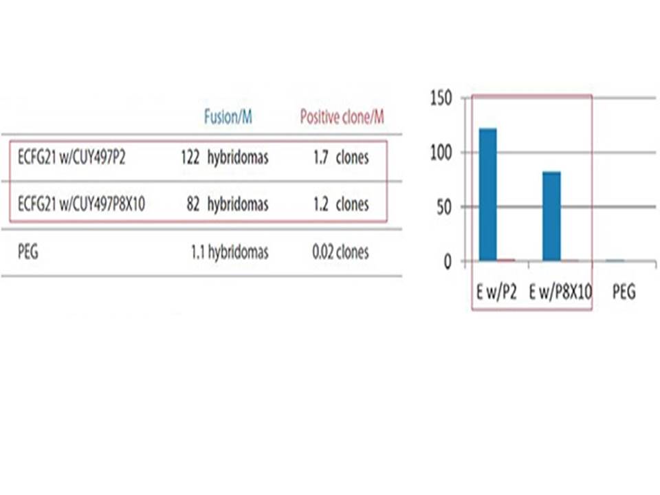 ECFG21-Antigen used-Hydrophobic octapeptide