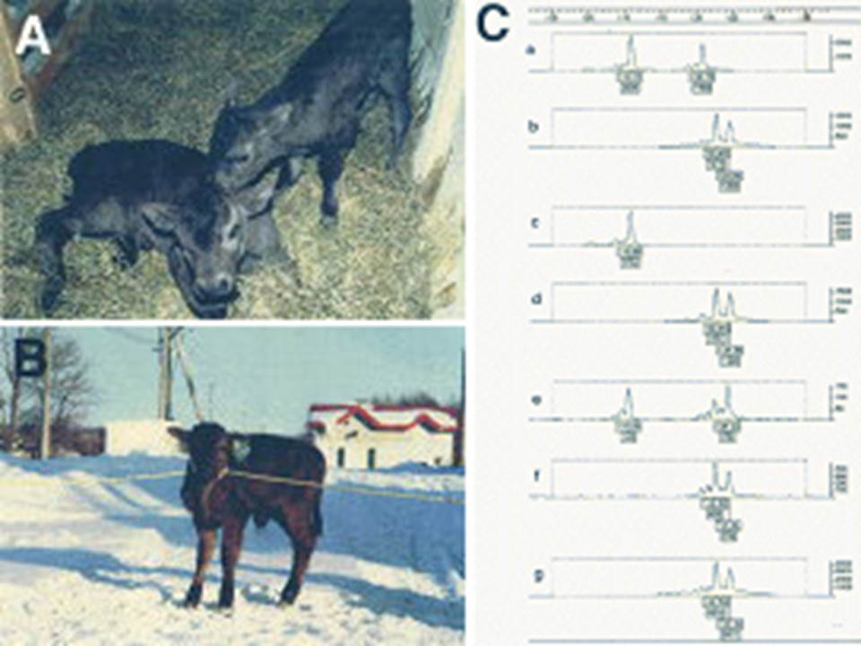 Photographs of calves obtained after nuclear transfer jpg