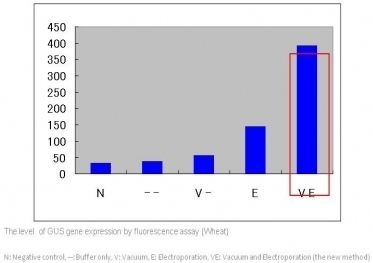 The level of gene expression by fluorescene assay - wheat